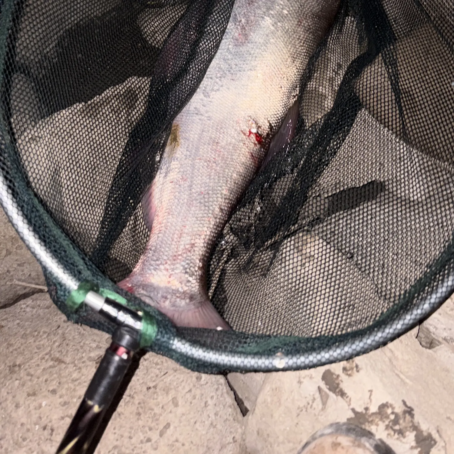Silver carp caught on Fishbrain