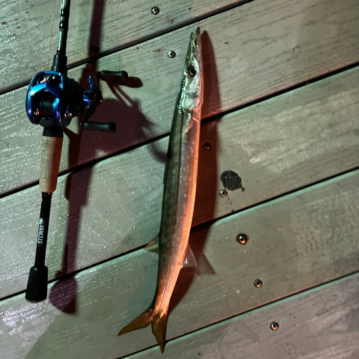 The most recent Pacific barracuda catches on Fishbrain