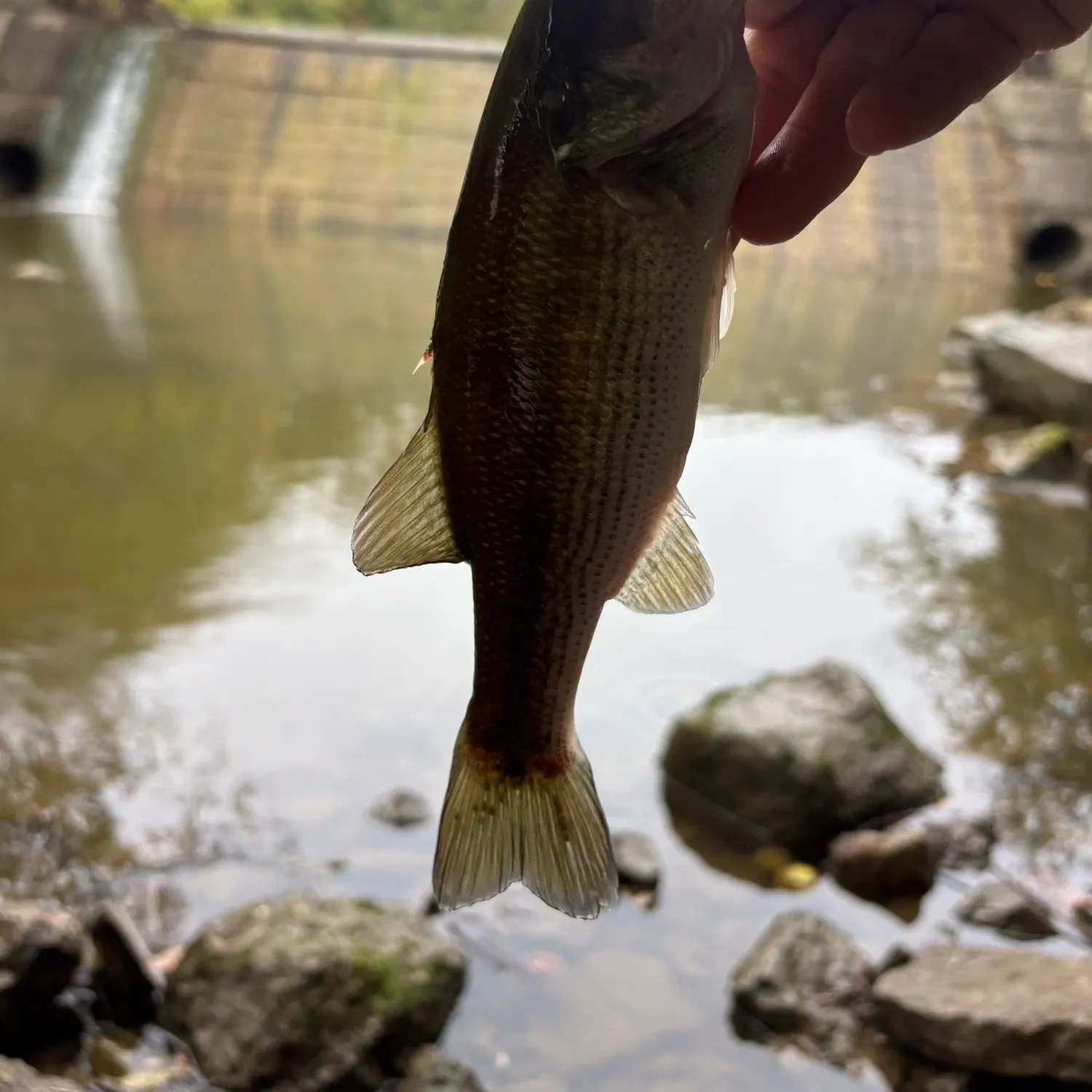 Spotted bass caught on Fishbrain