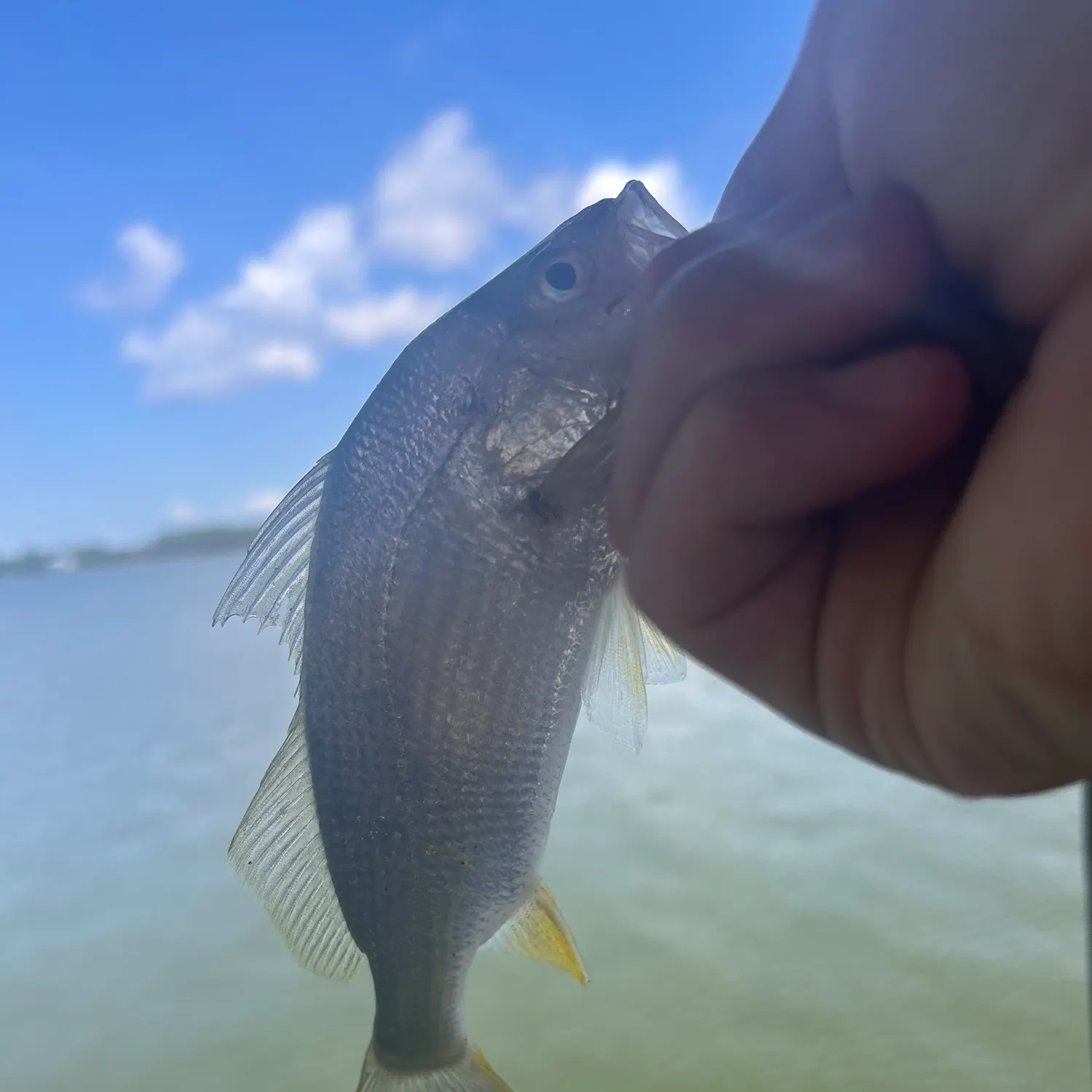 The most recent Silver perch catches on Fishbrain