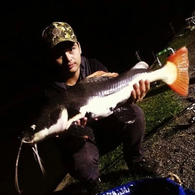 The most recent Redtail catfish catches on Fishbrain