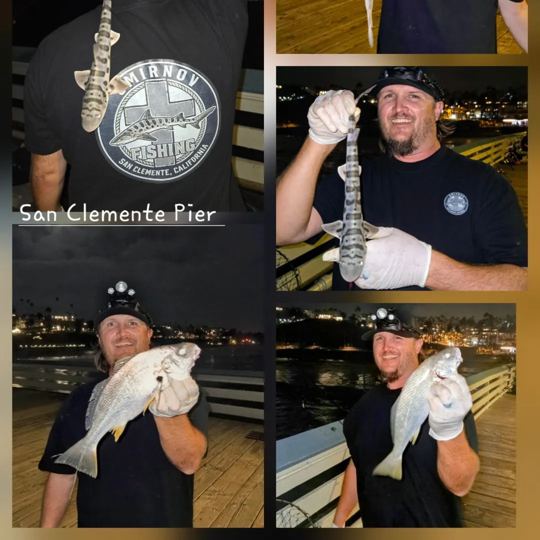 Yellowfin croaker caught on Fishbrain