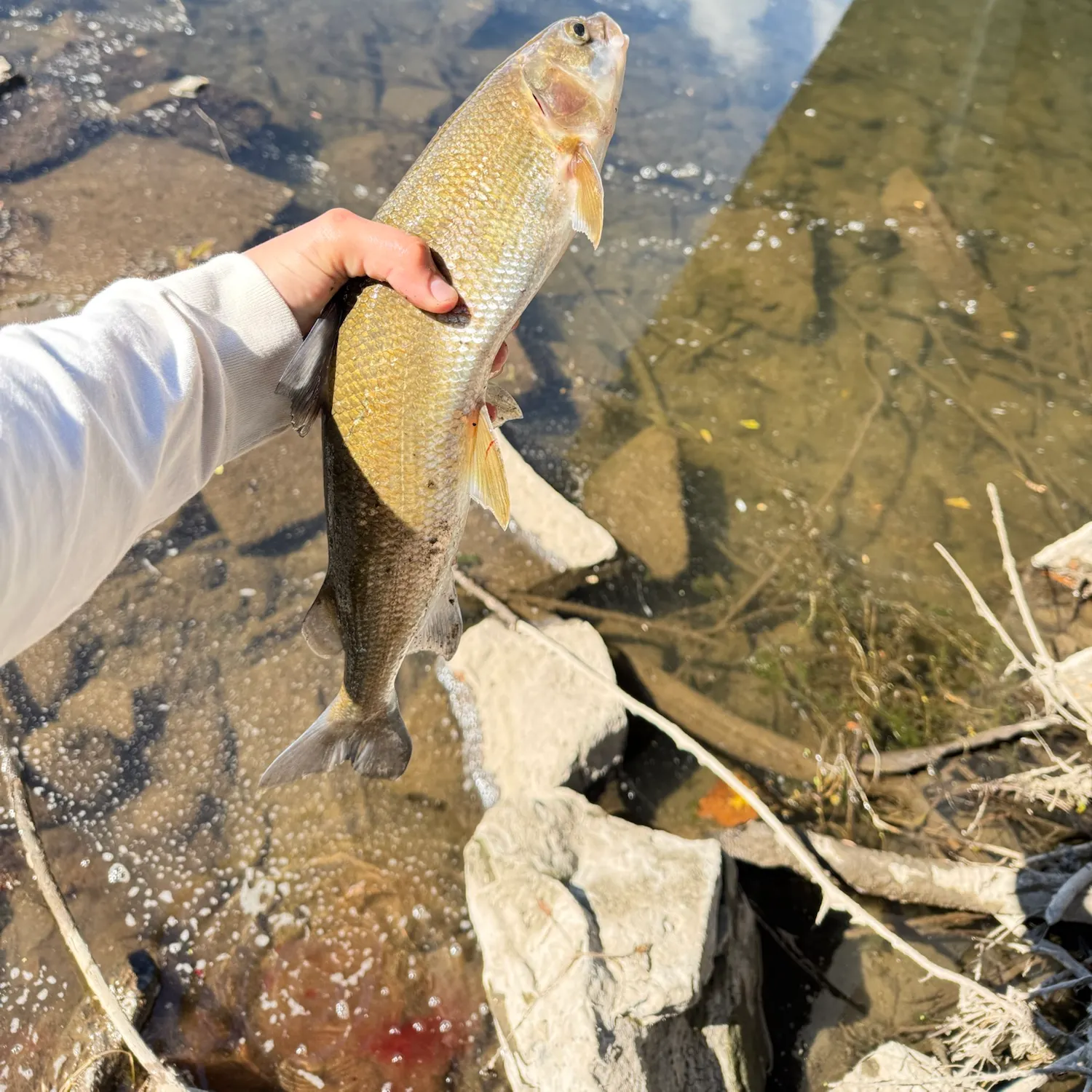 Mountain whitefish caught on Fishbrain
