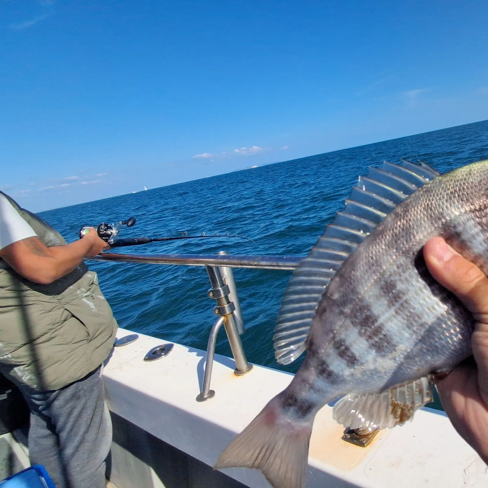 Sheepshead caught on Fishbrain
