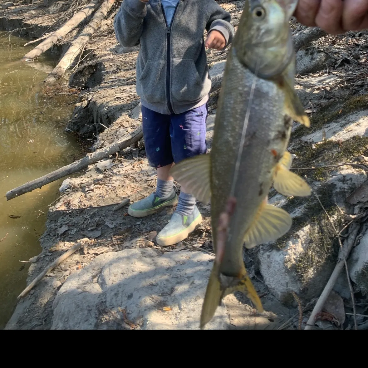 Northern pikeminnow caught on Fishbrain