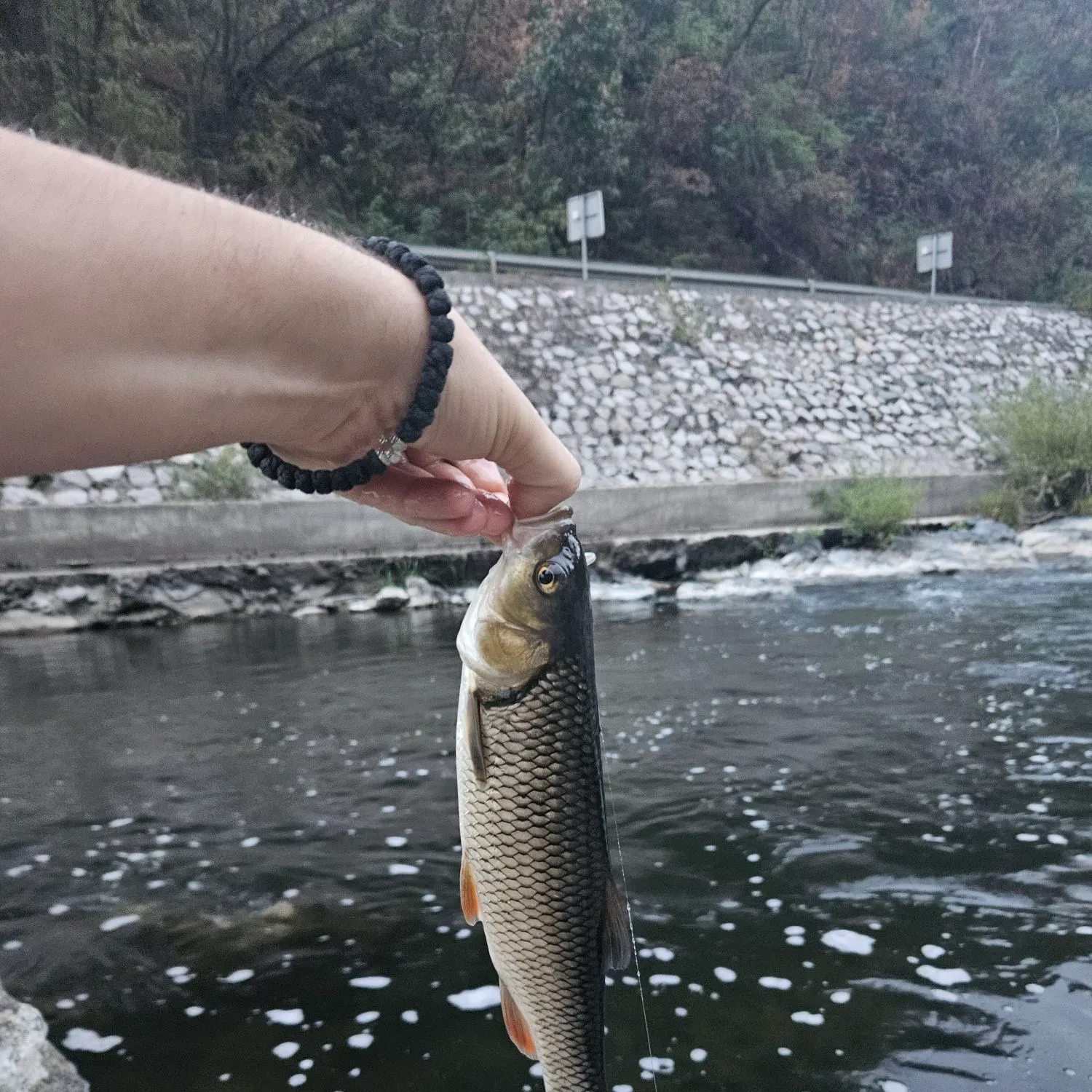 European chub caught on Fishbrain