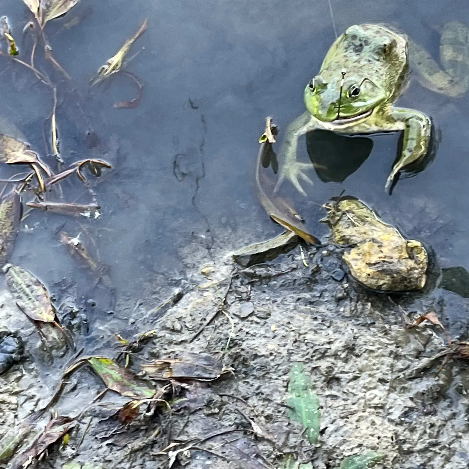 The most recent Tuberculated frogfish catches on Fishbrain