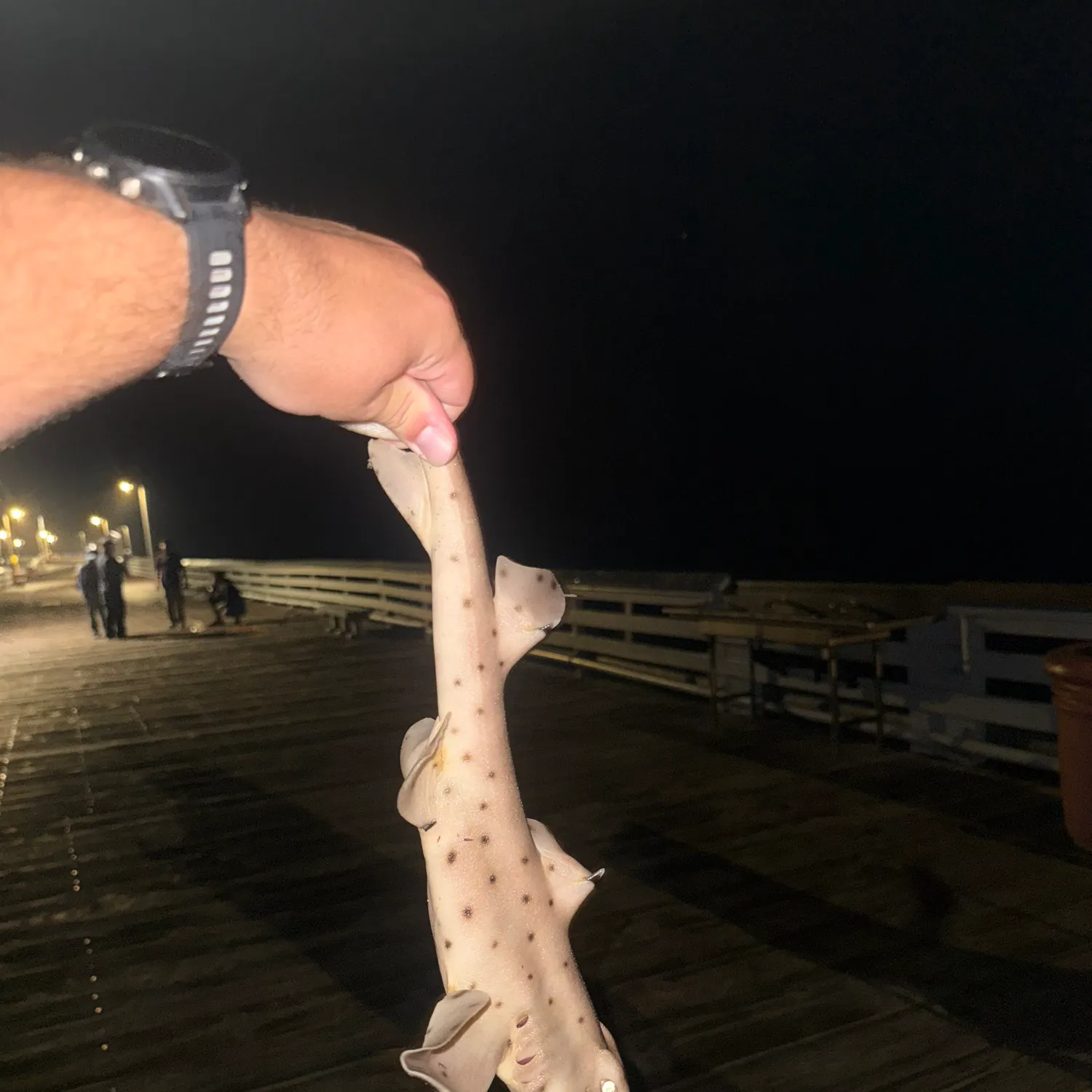 The most recent Horn shark catches on Fishbrain