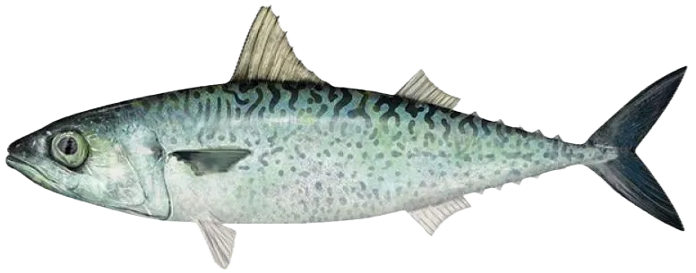 Atlantic chub mackerel