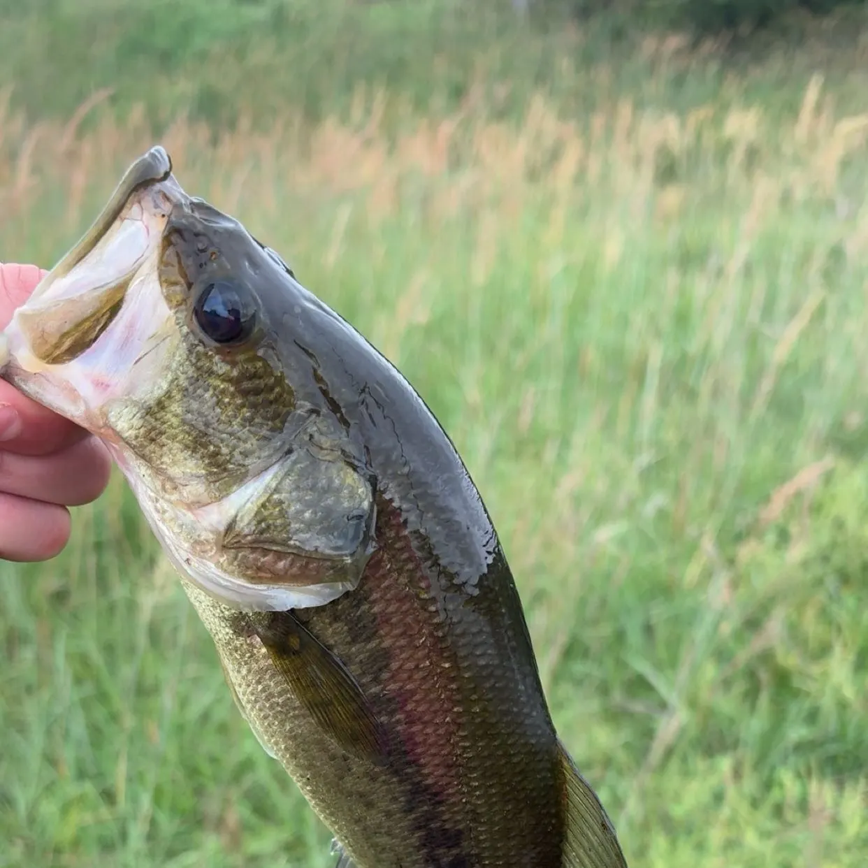 Spotted bass caught on Fishbrain