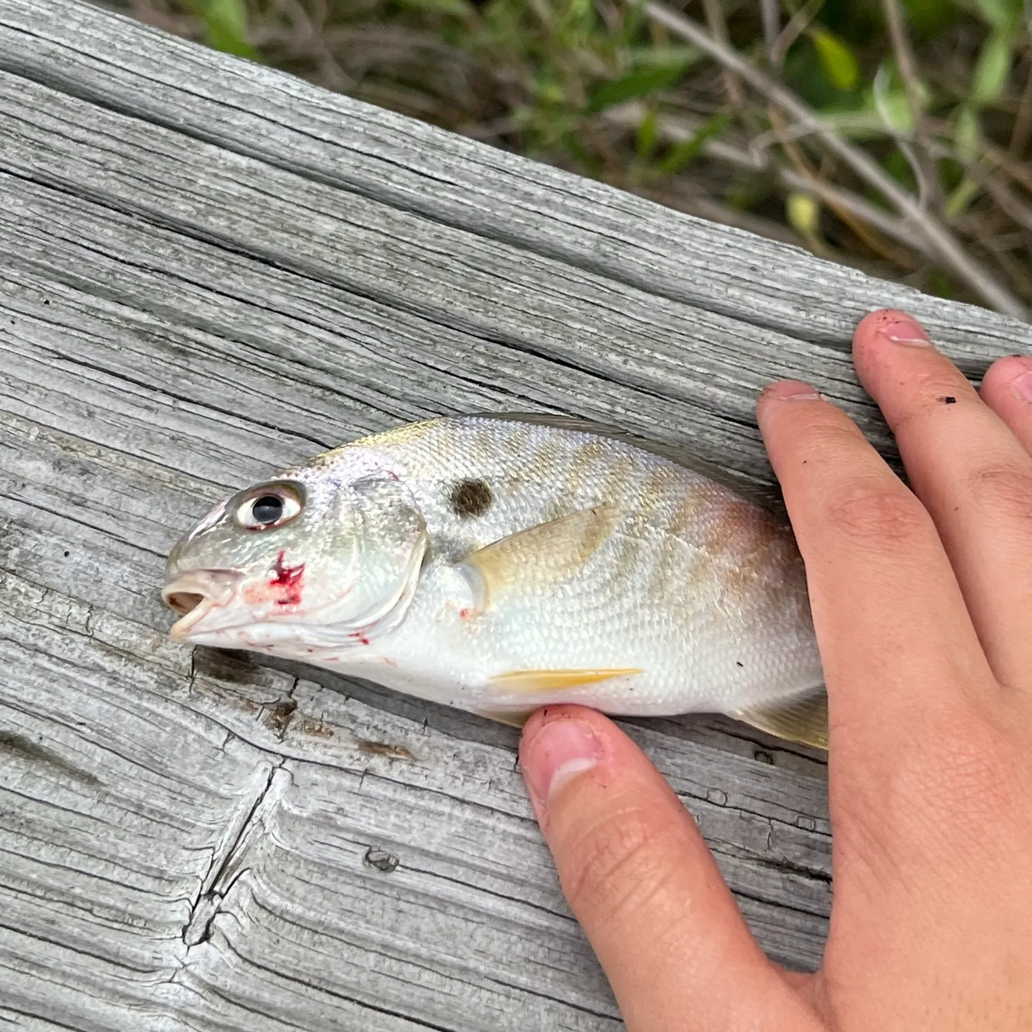 Spot croaker caught on Fishbrain
