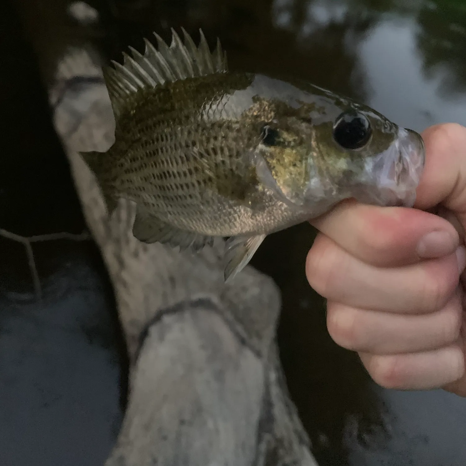 Rock bass caught on Fishbrain