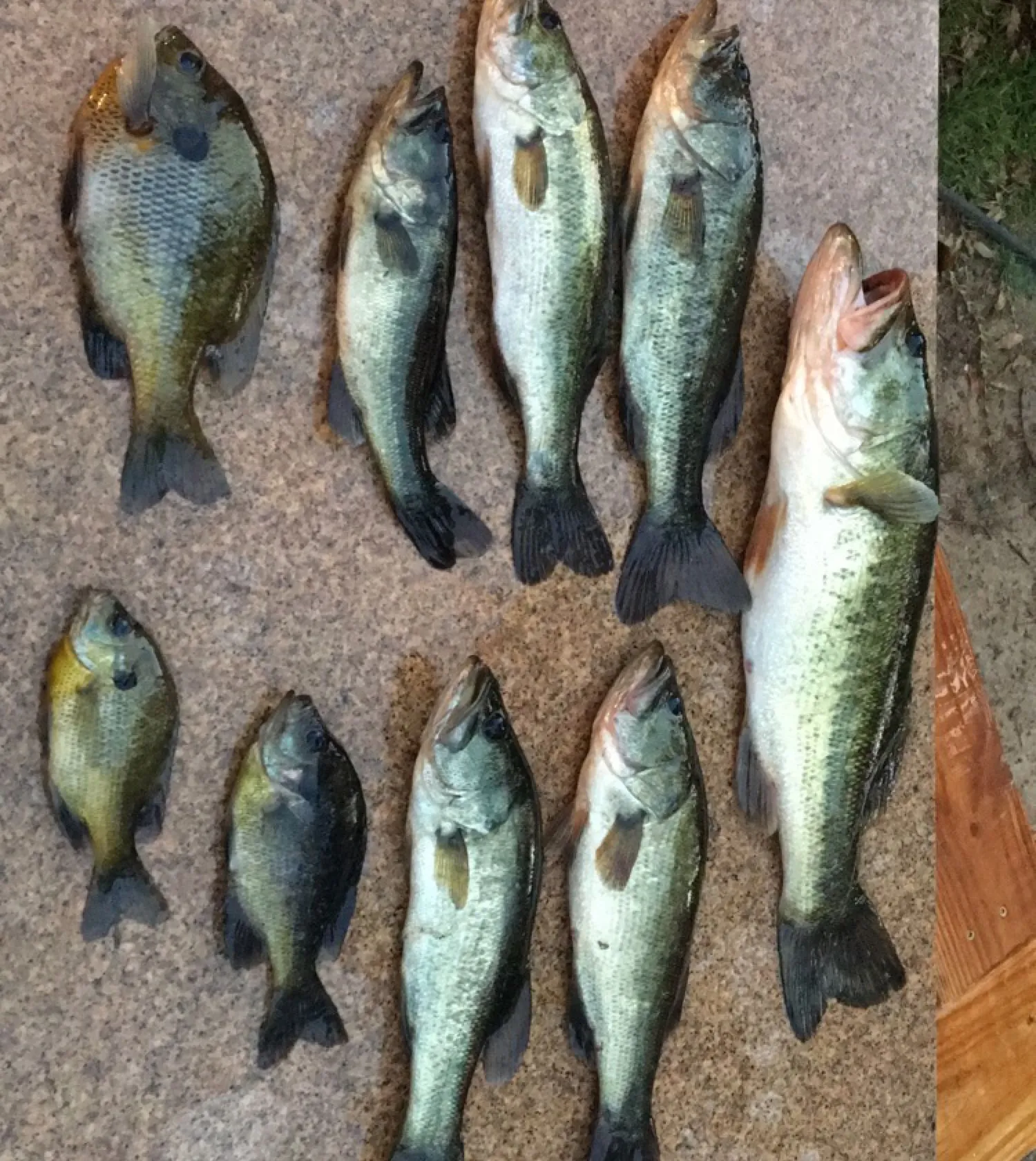 recently logged catches