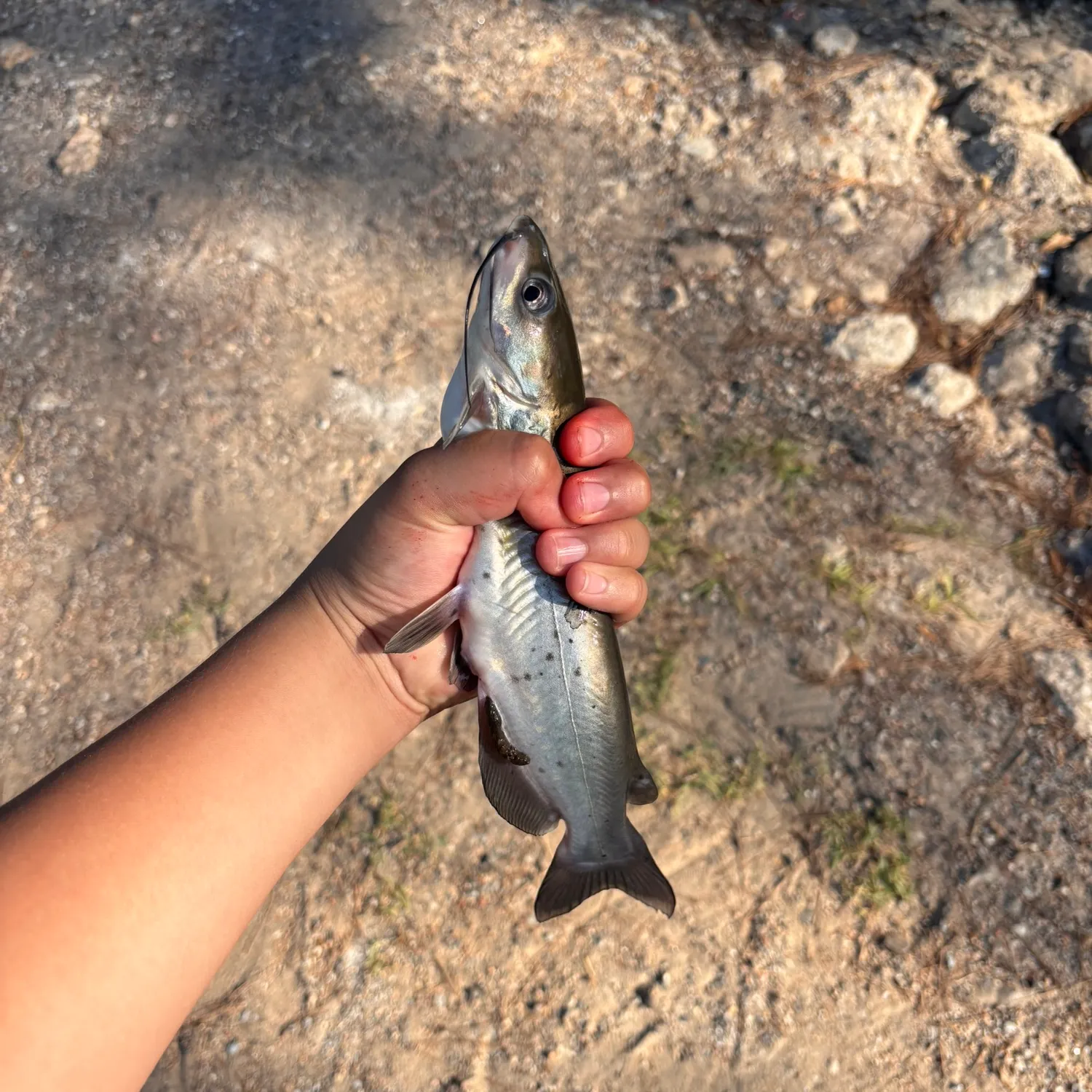 Channel catfish caught on Fishbrain