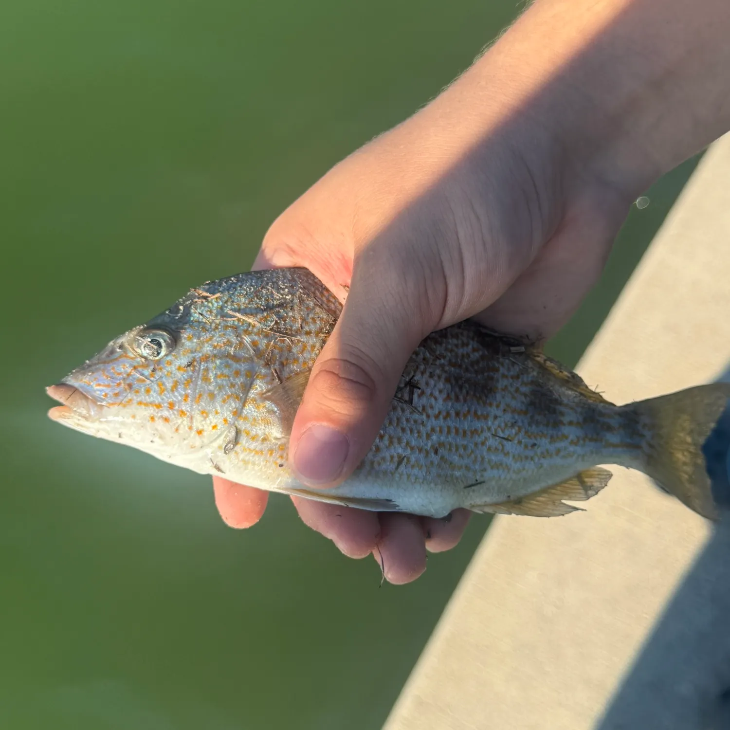 Fish caught on Fishbrain