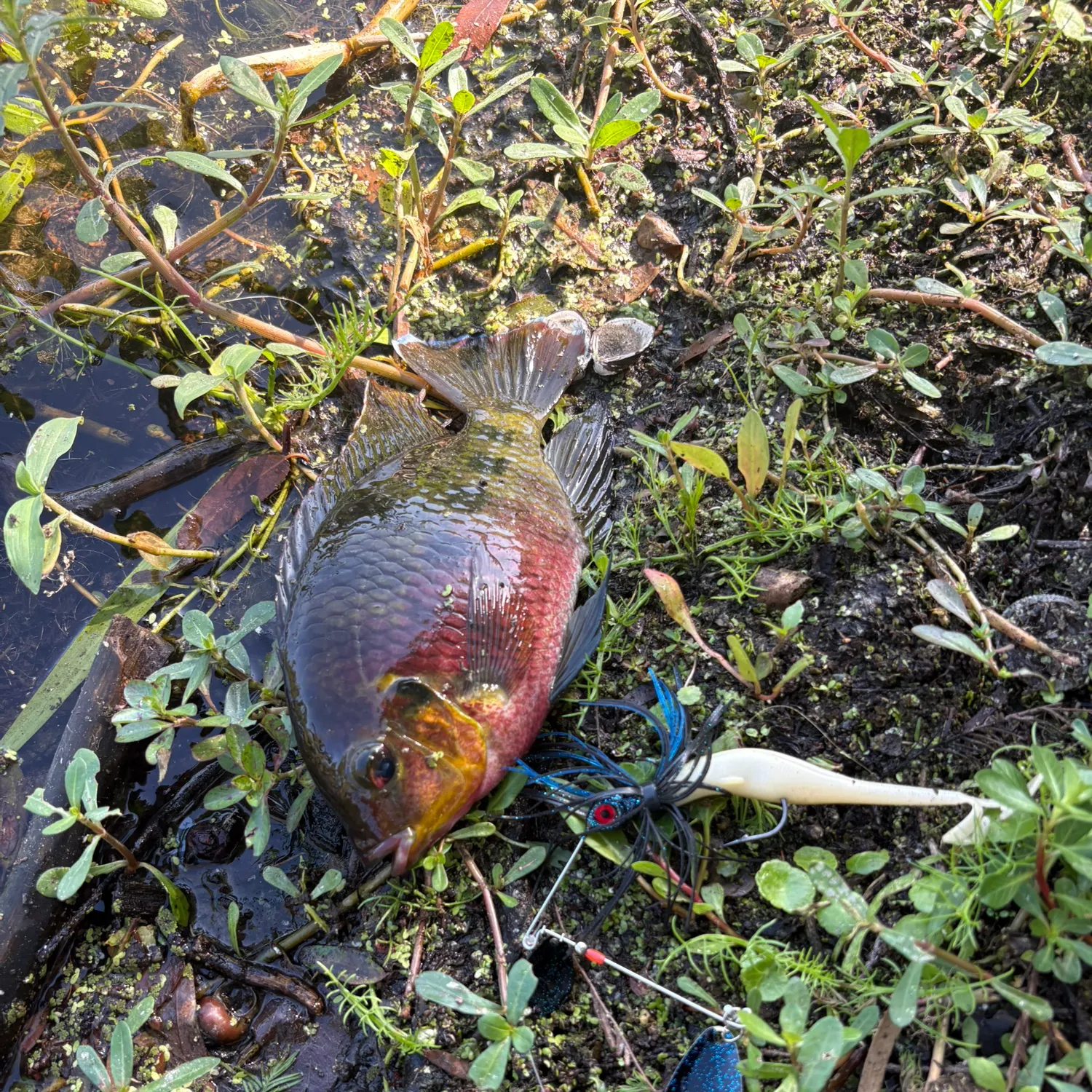 The most recent Spotted tilapia catches on Fishbrain