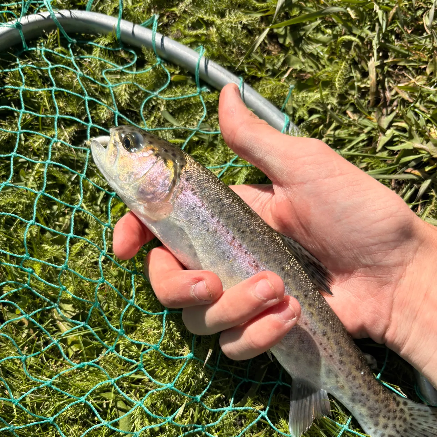 Rainbow trout caught on Fishbrain
