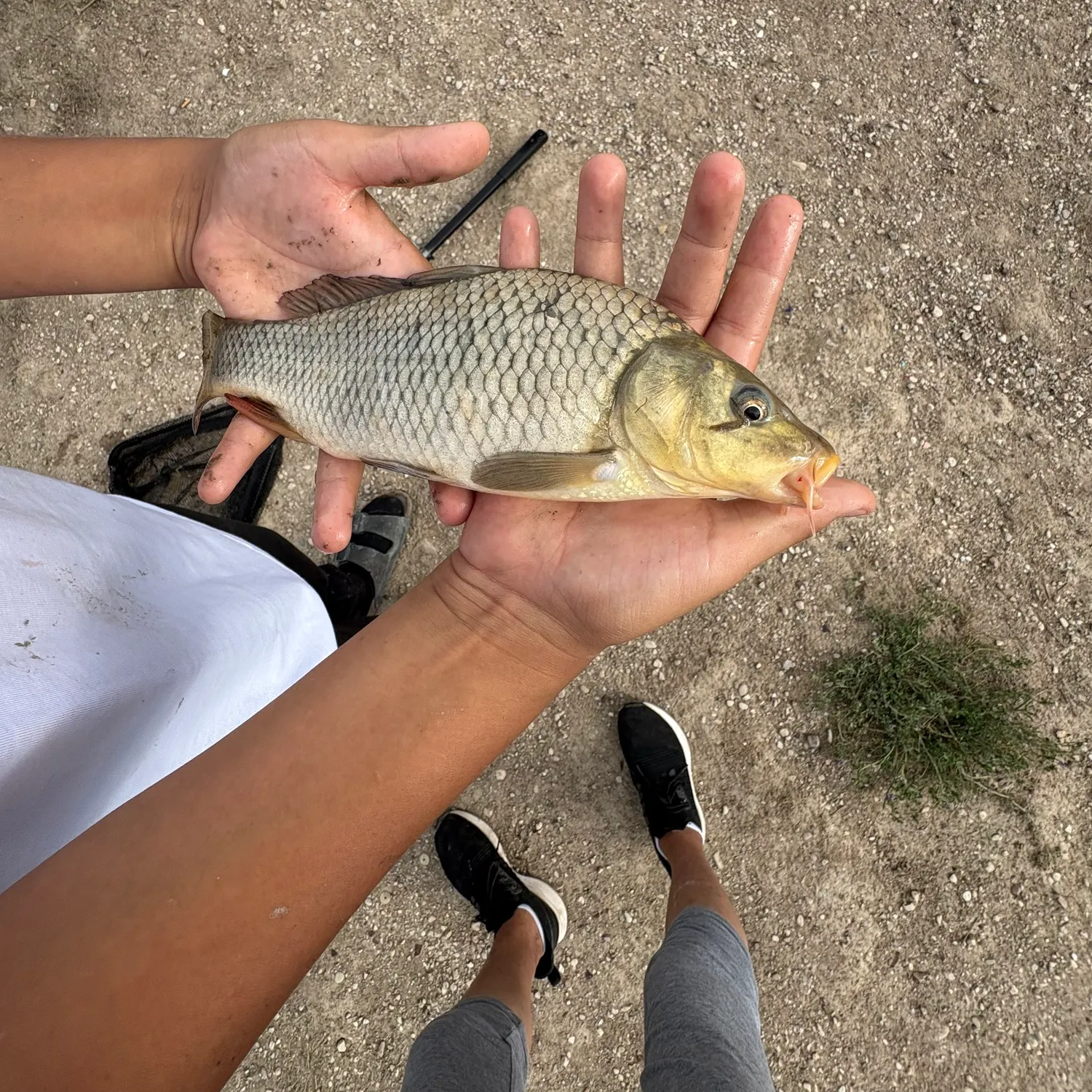 Common carp caught on Fishbrain