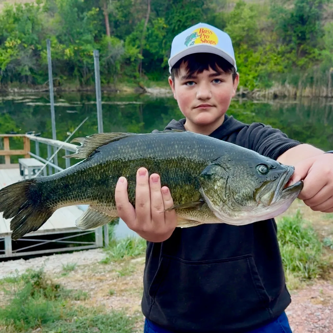 Largemouth bass caught on Fishbrain