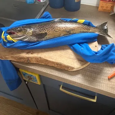 Brown trout caught on Fishbrain