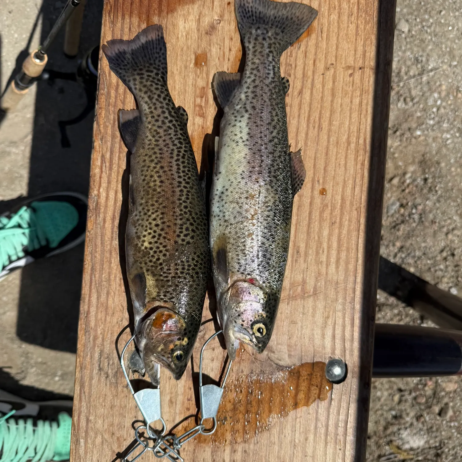 recently logged catches