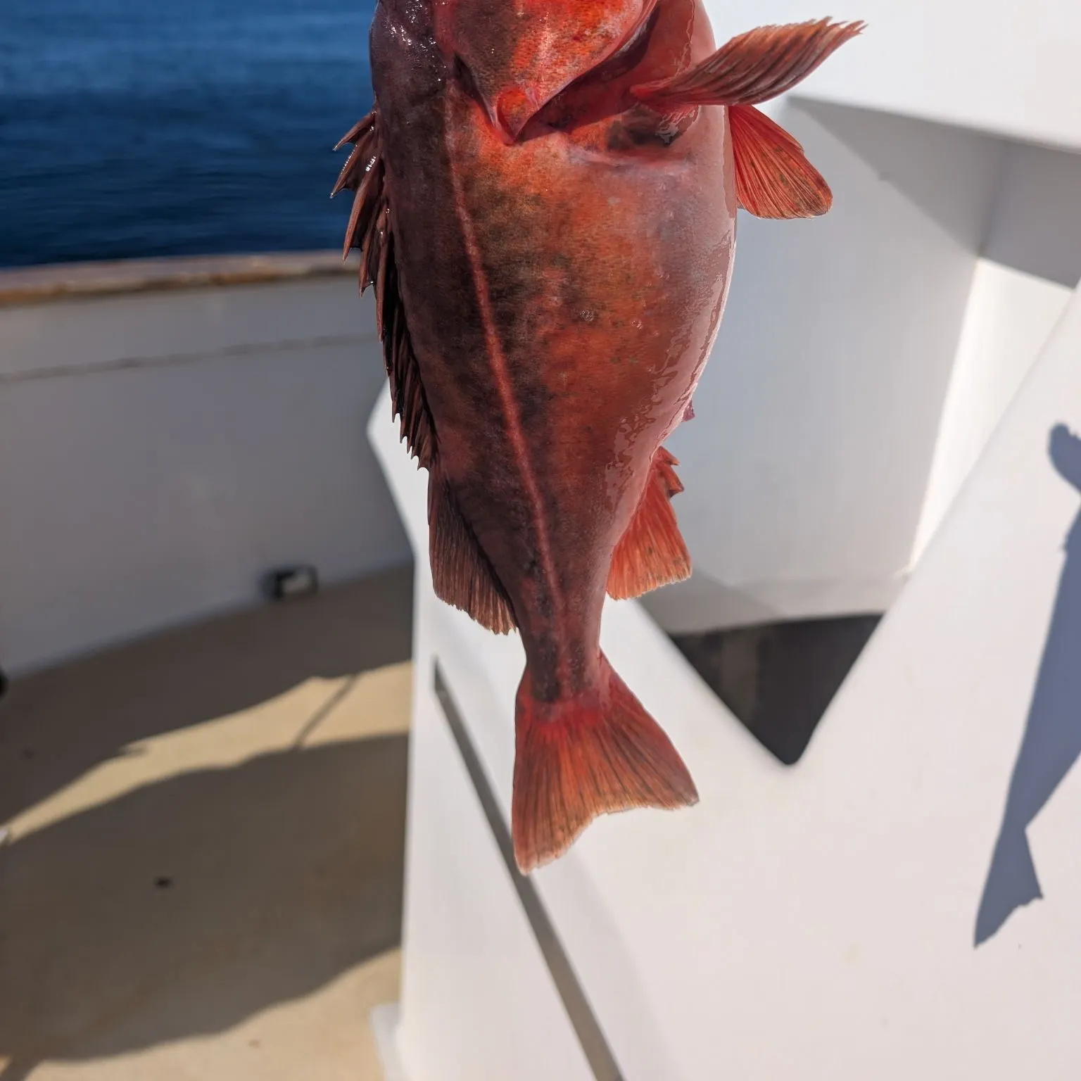 The most recent Chilipepper catches on Fishbrain