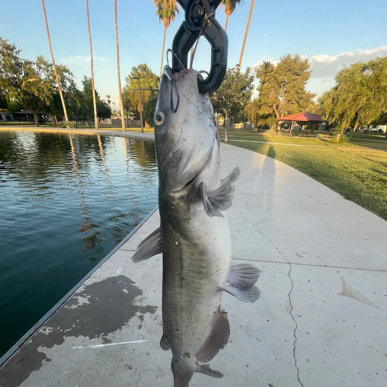 catch
