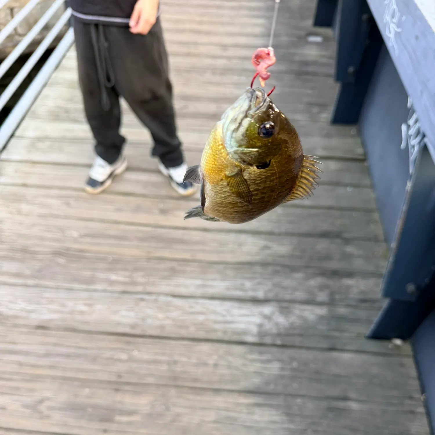 Bluegill caught on Fishbrain