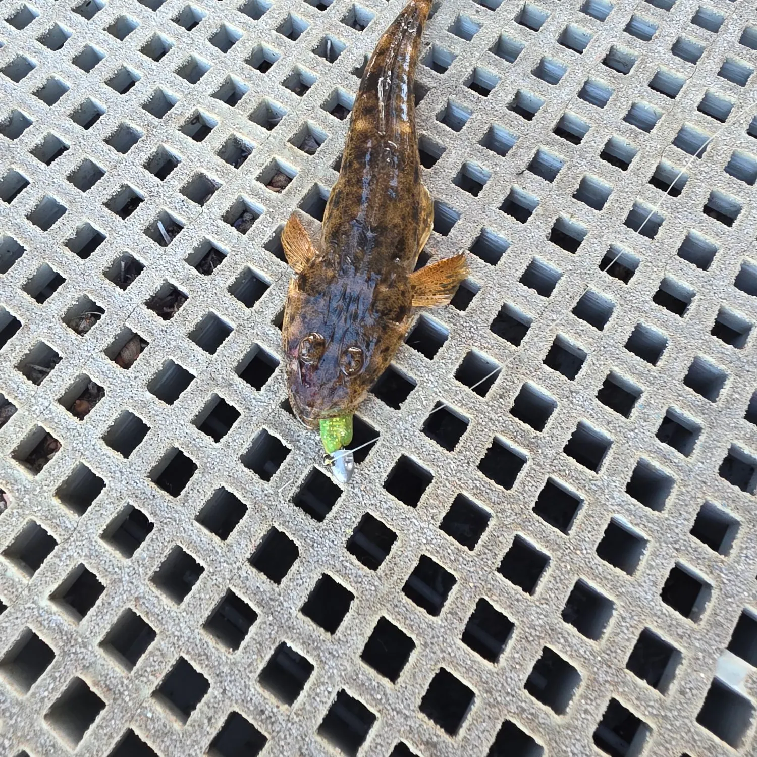 The most recent Bartail flathead catches on Fishbrain