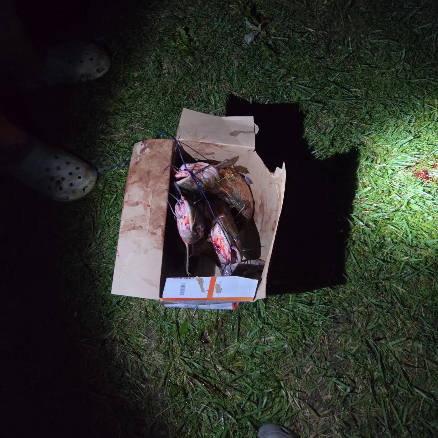 Channel catfish caught on Fishbrain
