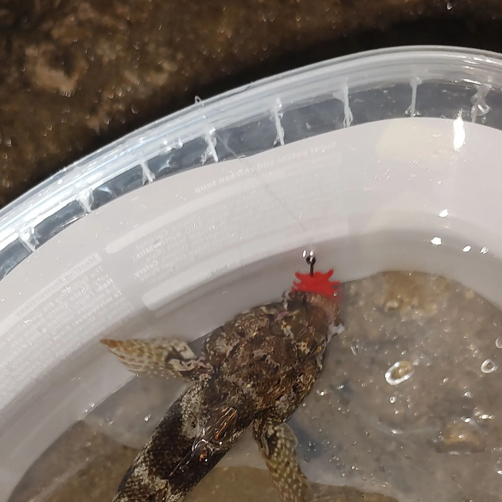 The most recent Common goby catches on Fishbrain