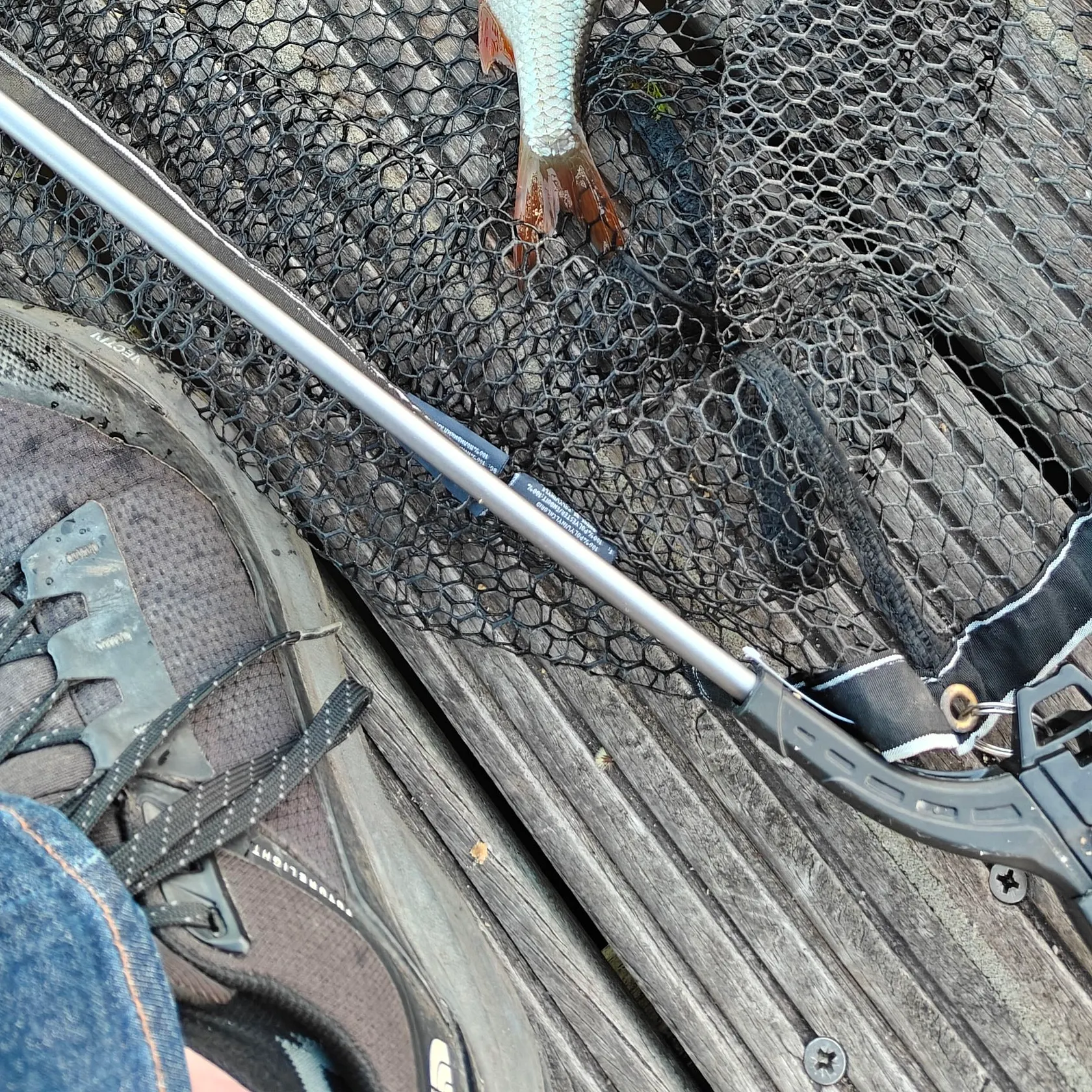 Common rudd caught on Fishbrain