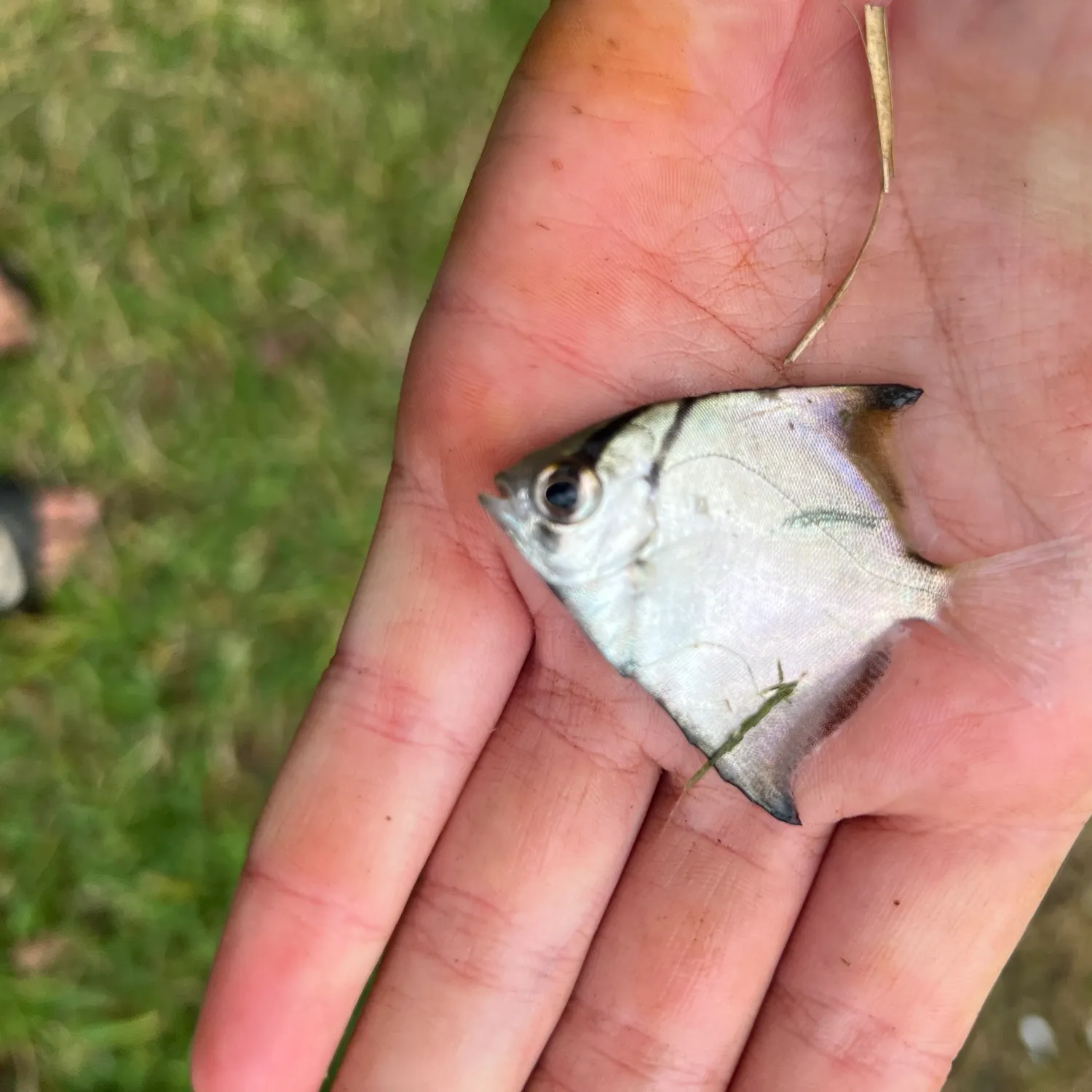The most recent Palometa catches on Fishbrain