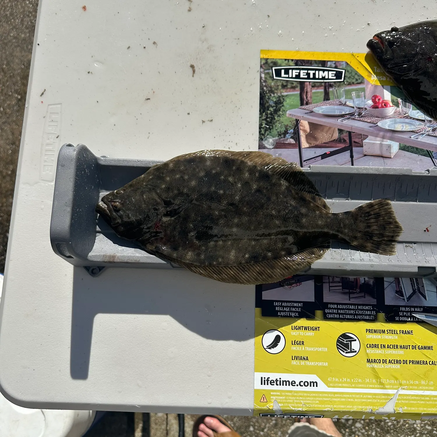 The most recent Southern flounder catches on Fishbrain