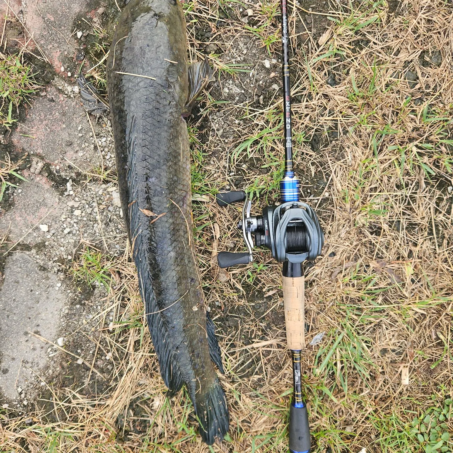 The most recent Striped snakehead catches on Fishbrain