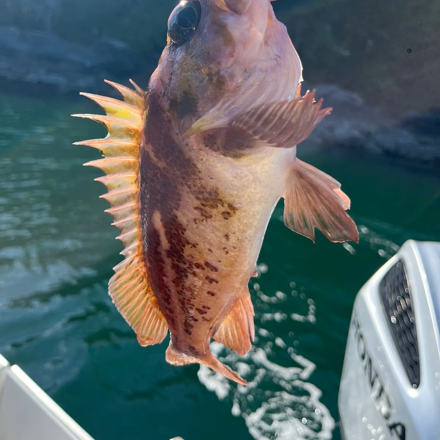The most recent Quillback rockfish catches on Fishbrain