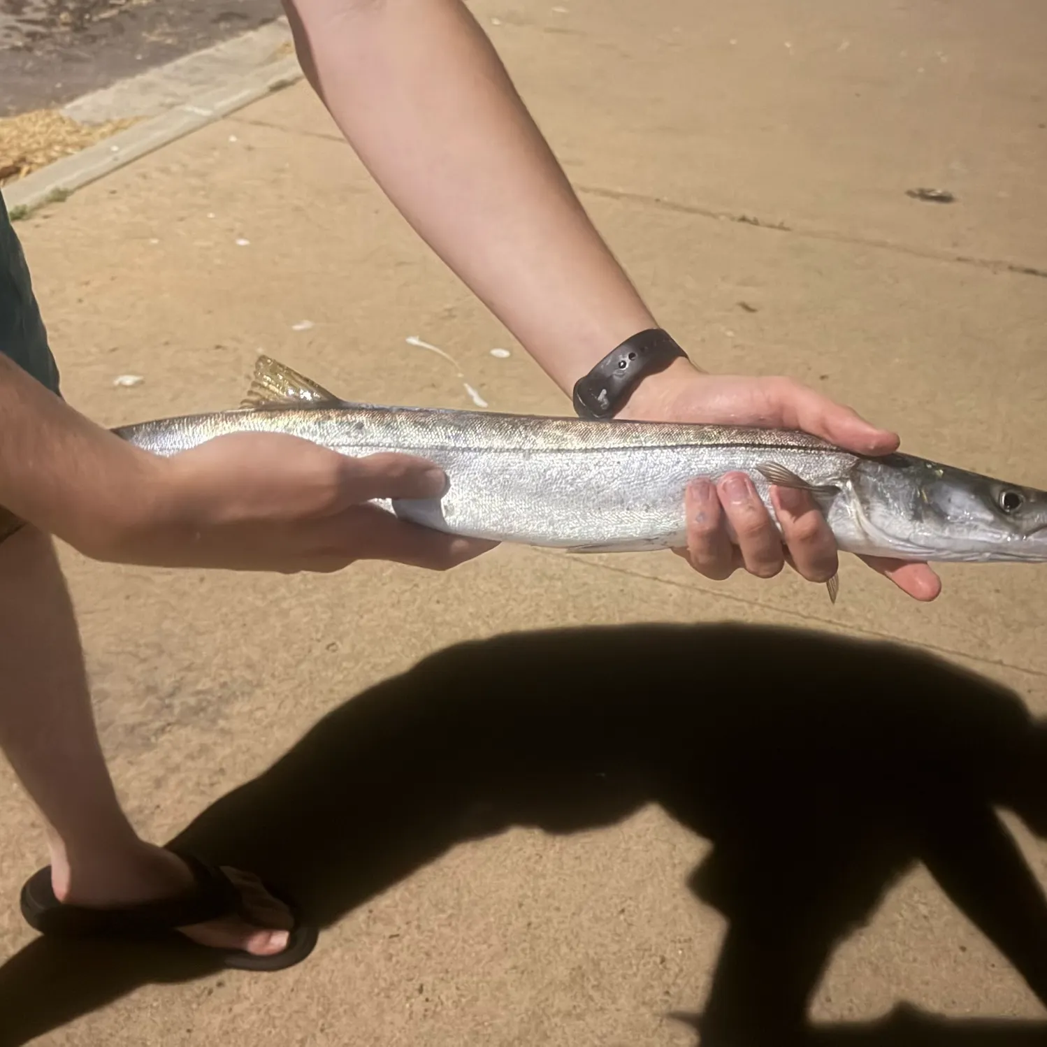 The most recent Pacific barracuda catches on Fishbrain