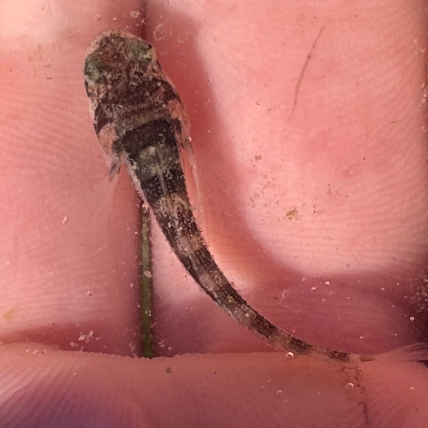 The most recent Plainfin midshipman catches on Fishbrain