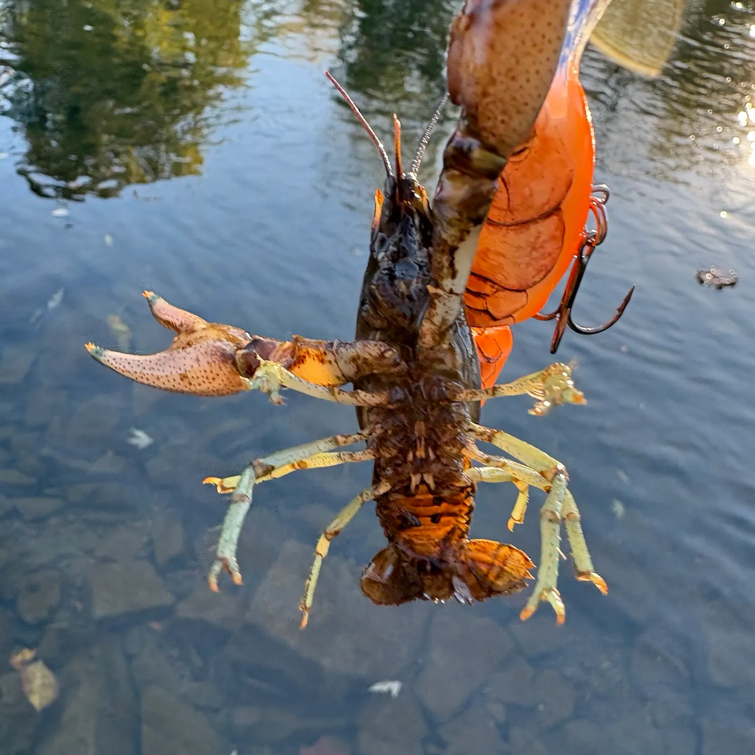 Rusty crayfish caught on Fishbrain