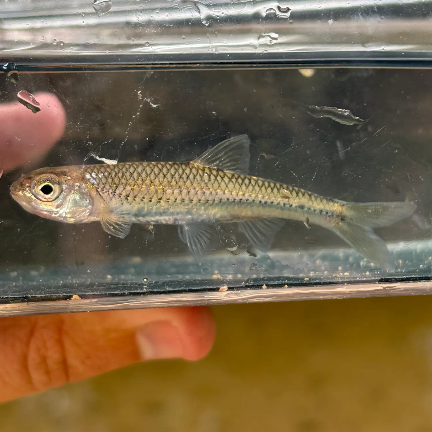 The most recent Sand shiner catches on Fishbrain