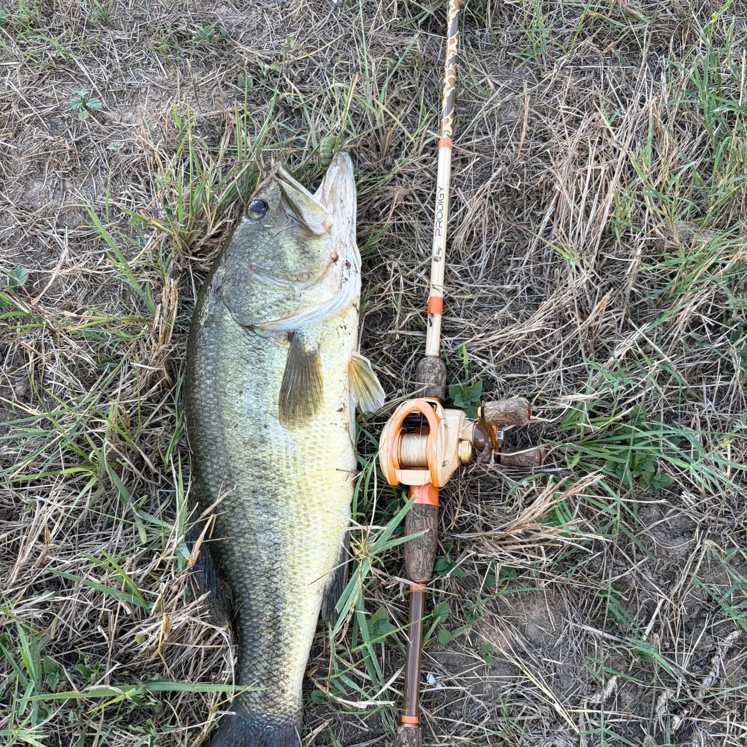 Largemouth bass caught on Fishbrain