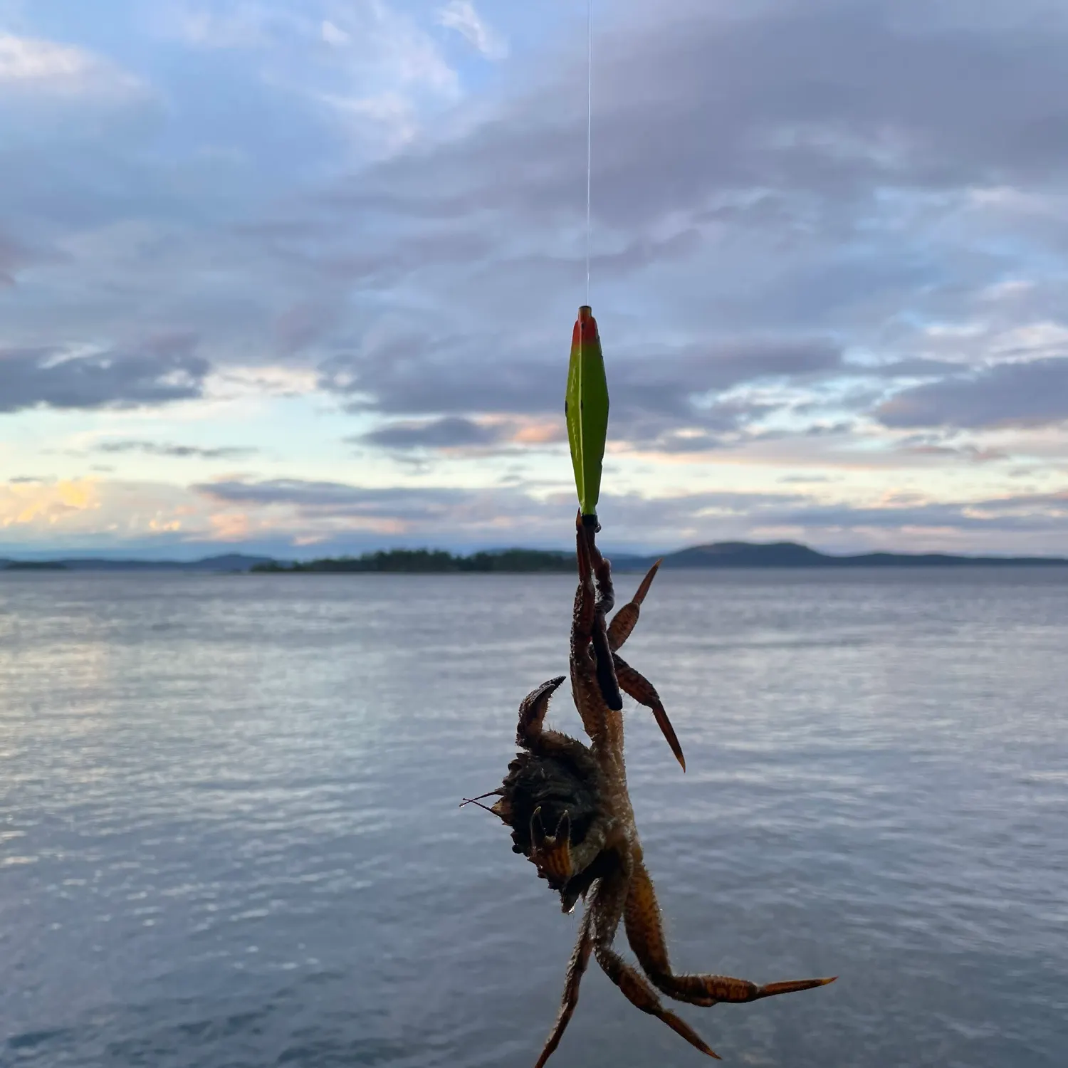 The most recent Northern kelp crab catches on Fishbrain