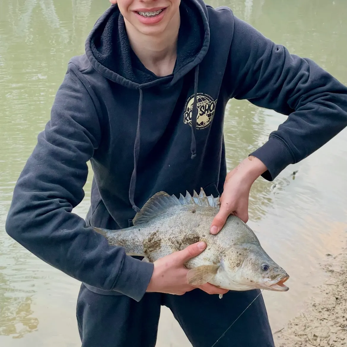 Golden perch caught on Fishbrain