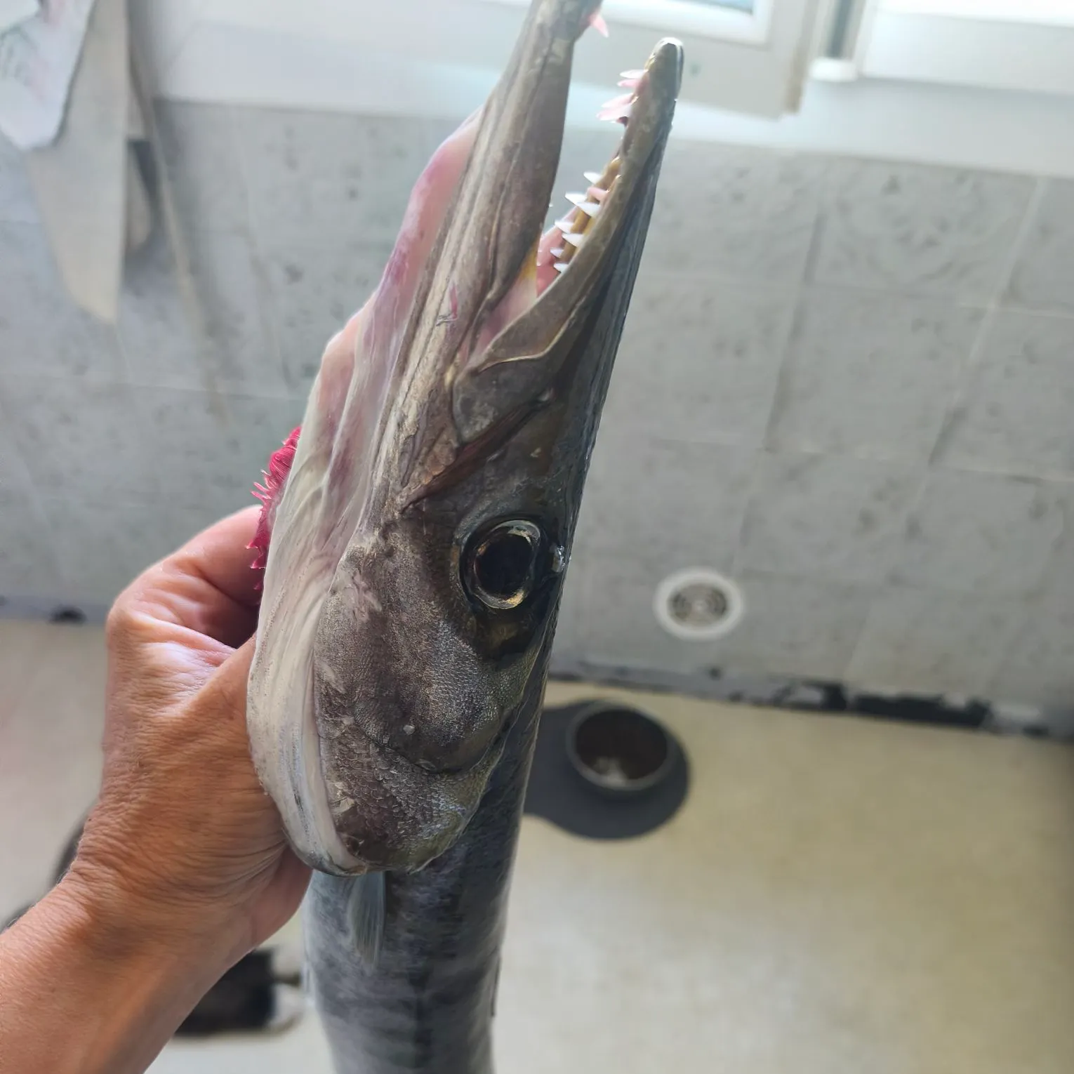 The most recent Pickhandle barracuda catches on Fishbrain