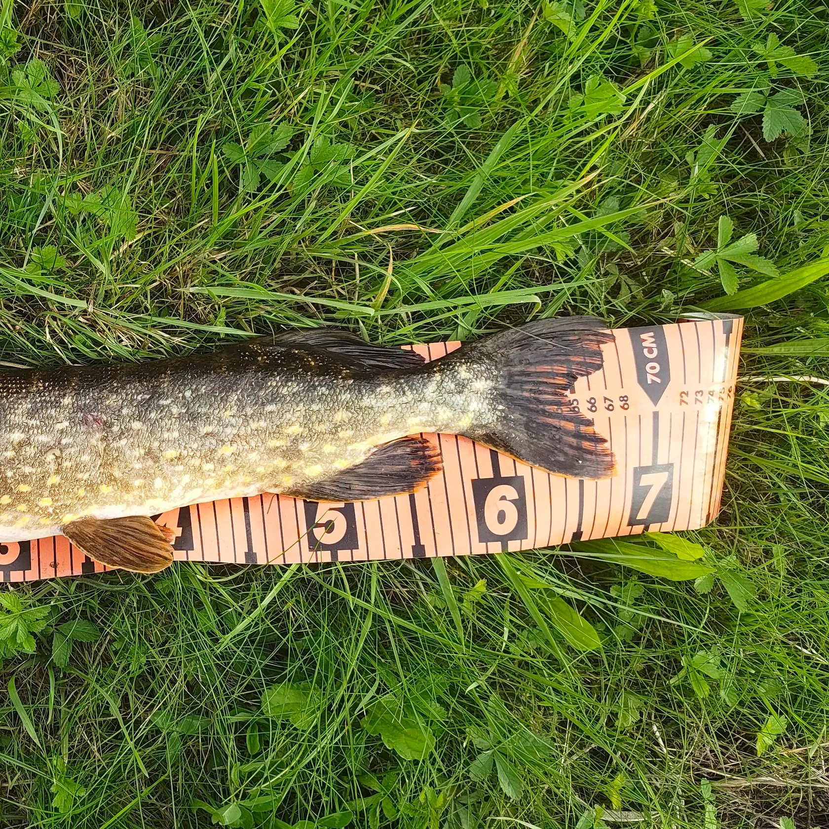 Northern pike caught on Fishbrain