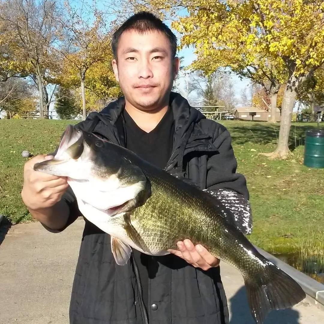 Largemouth bass caught on Fishbrain