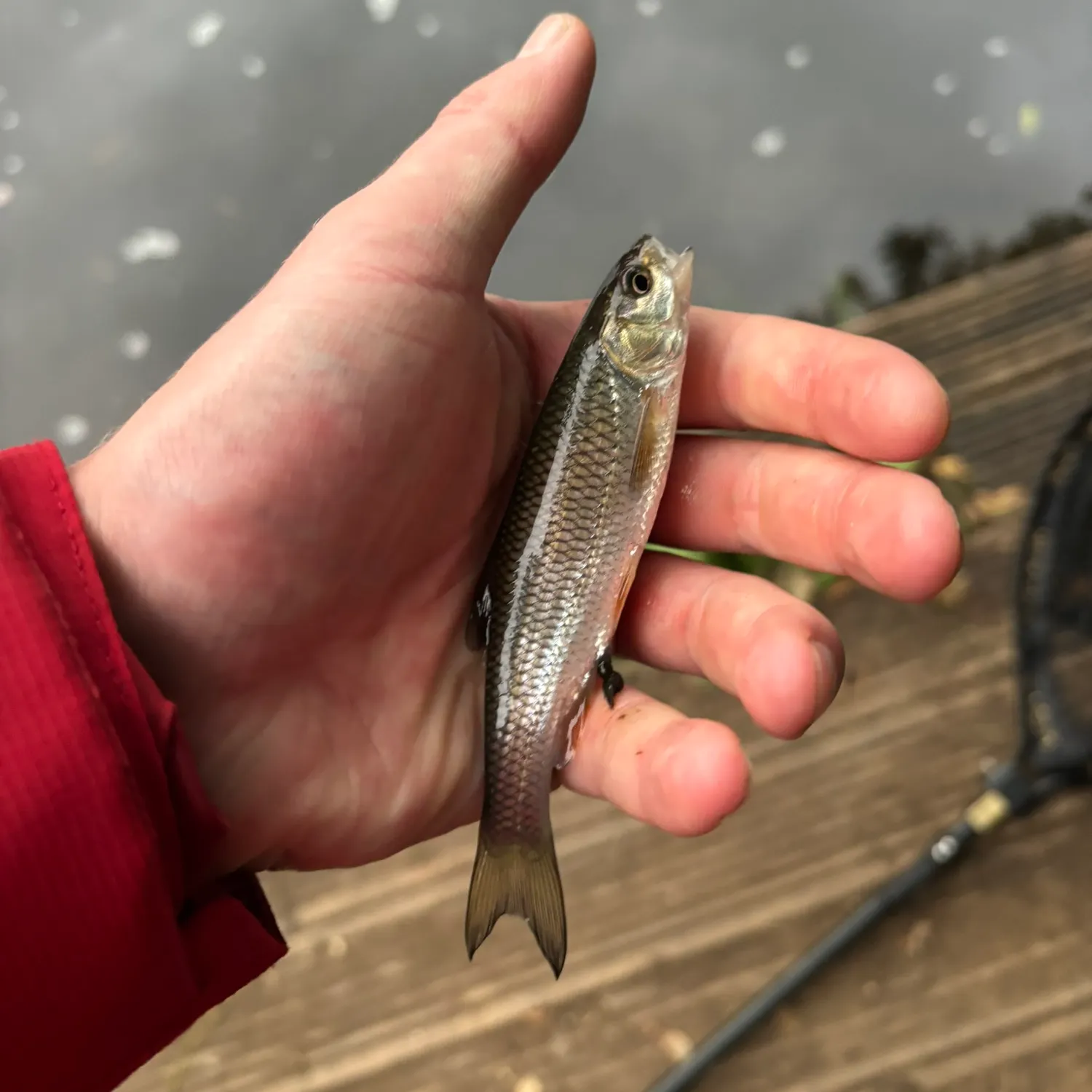 The most recent Common dace catches on Fishbrain