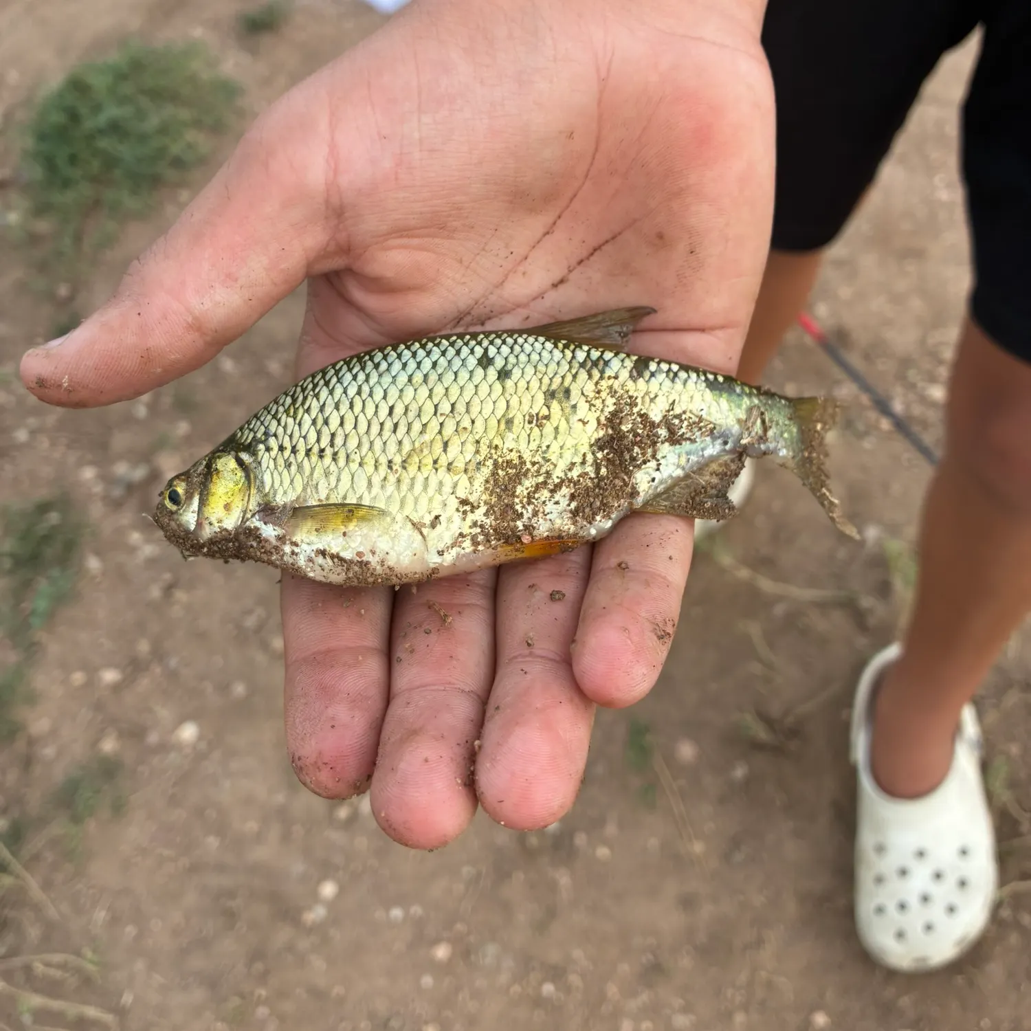 Golden shiner caught on Fishbrain
