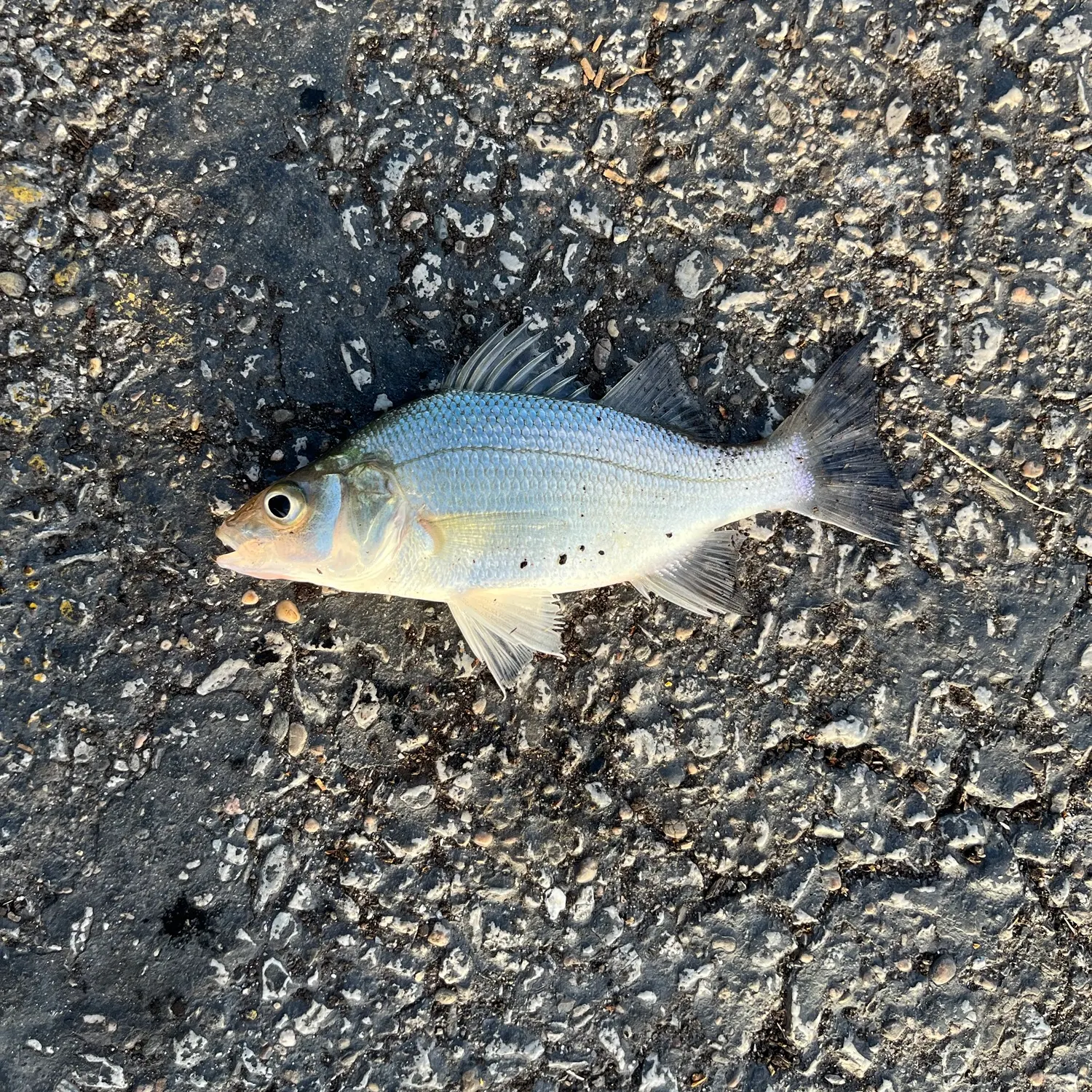 White perch caught on Fishbrain