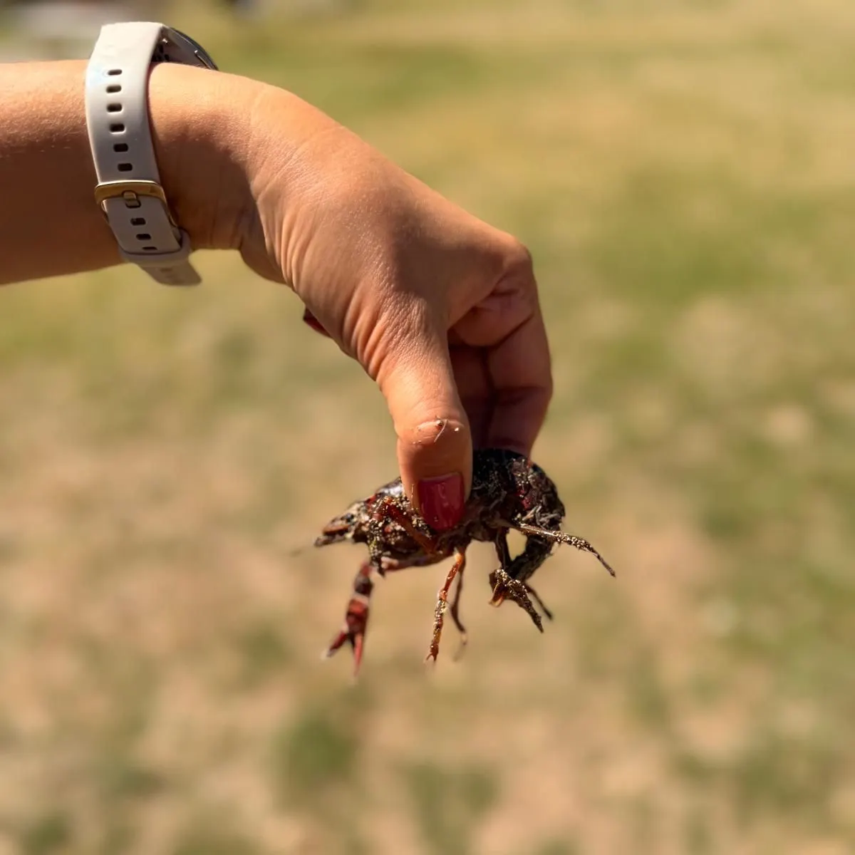 The most recent Red swamp crayfish catches on Fishbrain